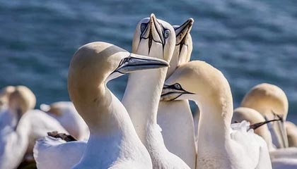 kaiyun开云入口平台-火箭战胜开拓者取得三连胜，火箭与开拓者比赛录像